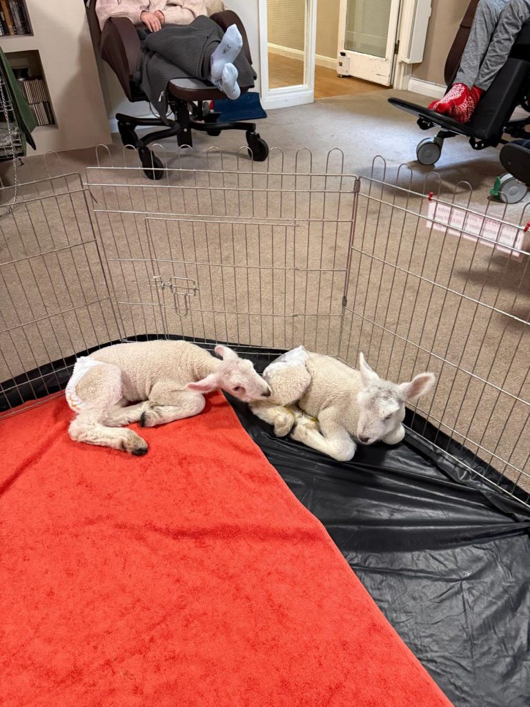 Pet Pals Paid us a Visit This Week and oh my Cuteness!
