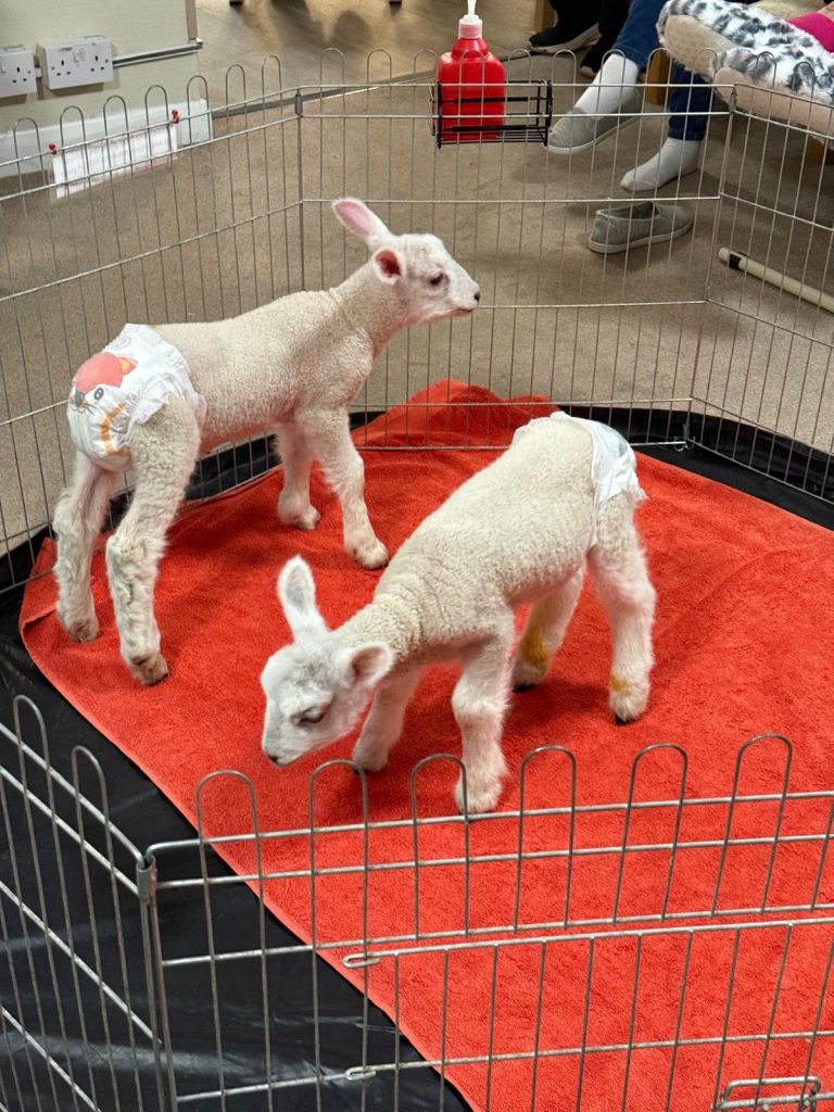 Pet Pals Paid us a Visit This Week and oh my Cuteness!
