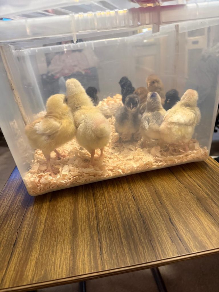 Pet Pals Paid us a Visit This Week and oh my Cuteness!