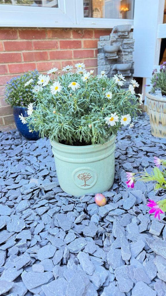 Potted white daisies on stones with a painted egg nearby.