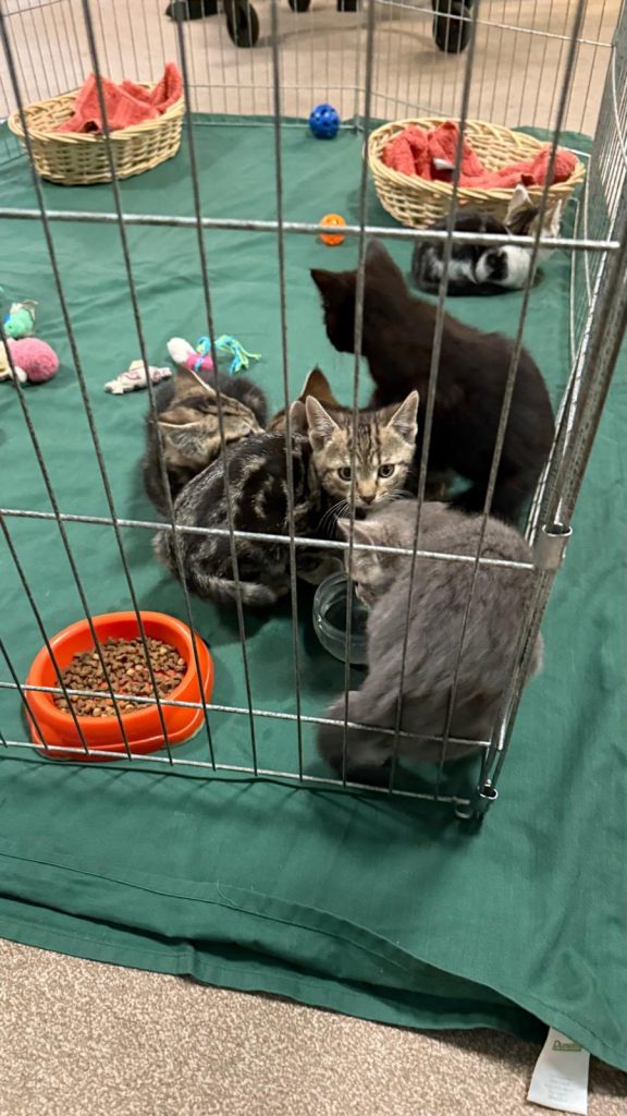 Group of playful kittens inside a pen, sitting near food and water bowls with toys around.
