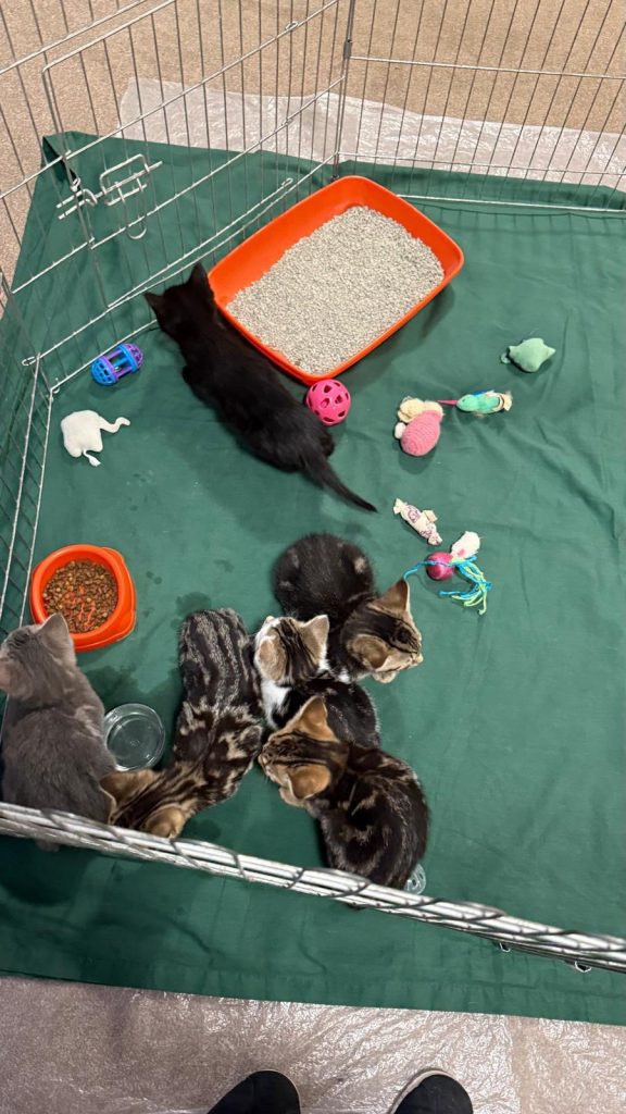 Several kittens gathered in a playpen with toys, food bowl, and litter tray.