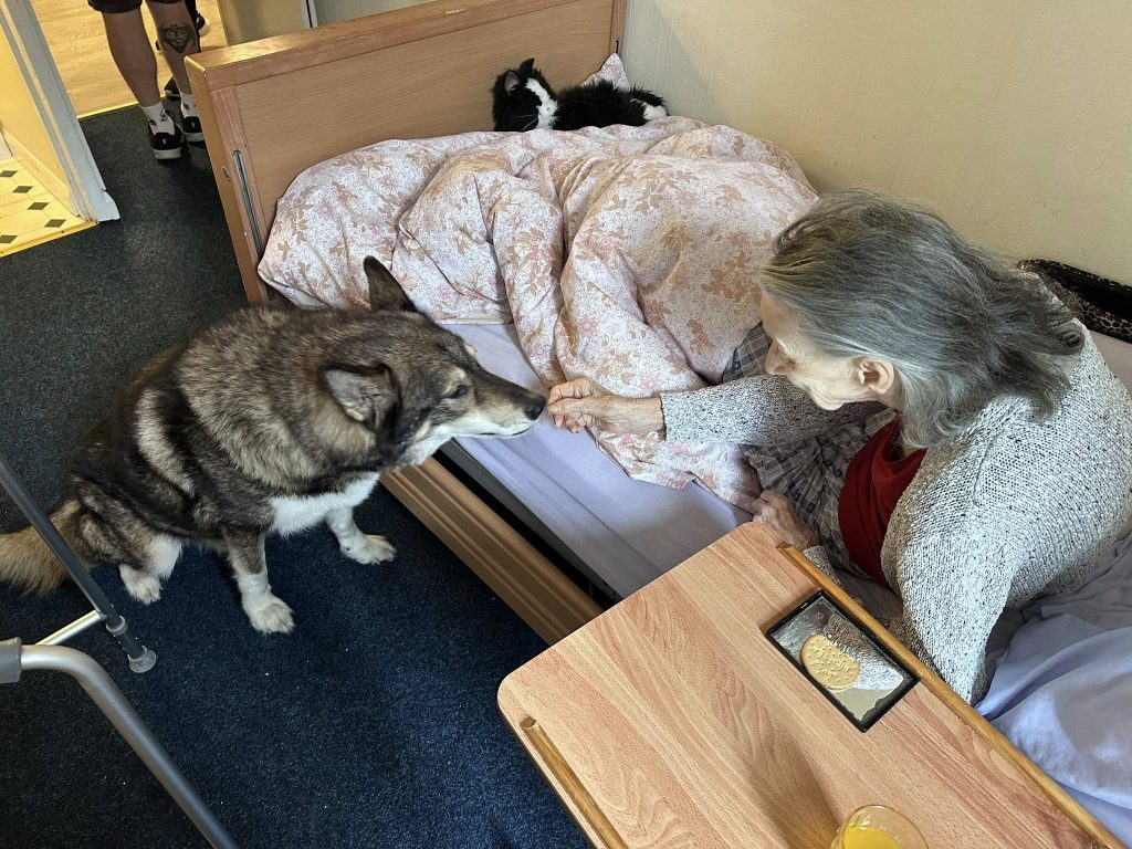 Elderly woman feeding a treat to a large dog in her room.