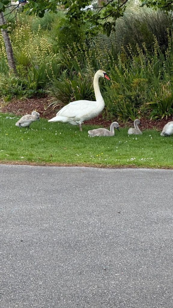 Swan and cygnets resting on the grass beside a garden pathway.
