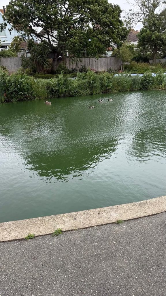 Peaceful pond scene with ducks swimming in landscaped gardens.