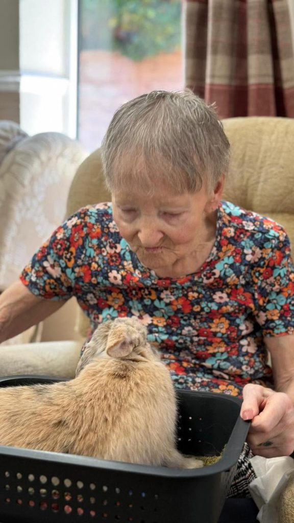 Elderly woman sitting with a tan rabbit in a basket.